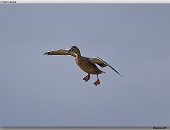 Animali 030